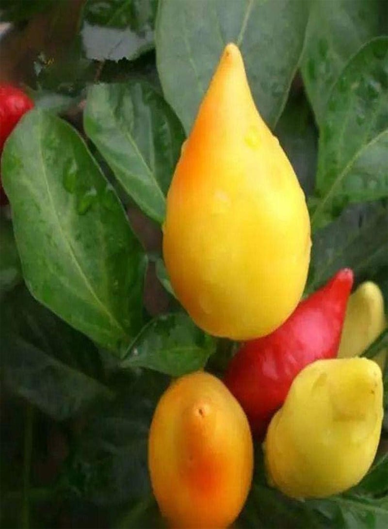 GGOOT 50pcs Pepper Seeds Annual Heirloom Healthy Vegetables Upright Growth Rare Garden Varieties Exotic Mood Decoration Efficient Planting in Your Own Garden - Image 2