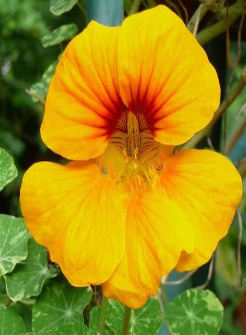 GGOOT Golden Yellow Luteus Nasturtium - Tropaeolum Majus Flower Seeds, Edible with a Peppery Flavour Home Garden Planting by Heavy Torch, 15 Seeds