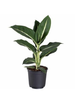 OhhSome OhhSome Air Purifier Plant Dieffenbachia Green Magic 85 Cm Pot Artificial Indoor Exotic Live Healthy Plant  - Image 1