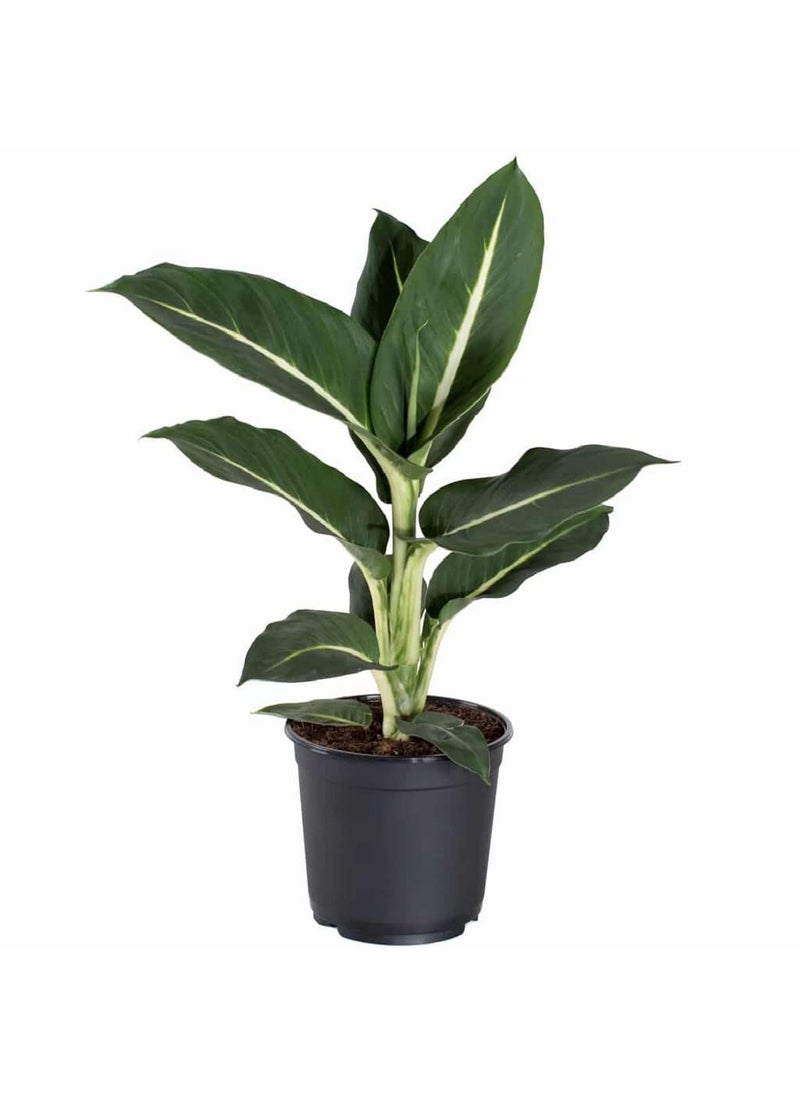 OhhSome - OhhSome Air Purifier Plant Dieffenbachia Green Magic 85 Cm Pot Artificial Indoor Exotic Live Healthy Plant - Image 1