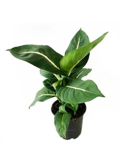 OhhSome OhhSome Air Purifier Plant Dieffenbachia Green Magic 85 Cm Pot Artificial Indoor Exotic Live Healthy Plant  - Image 2