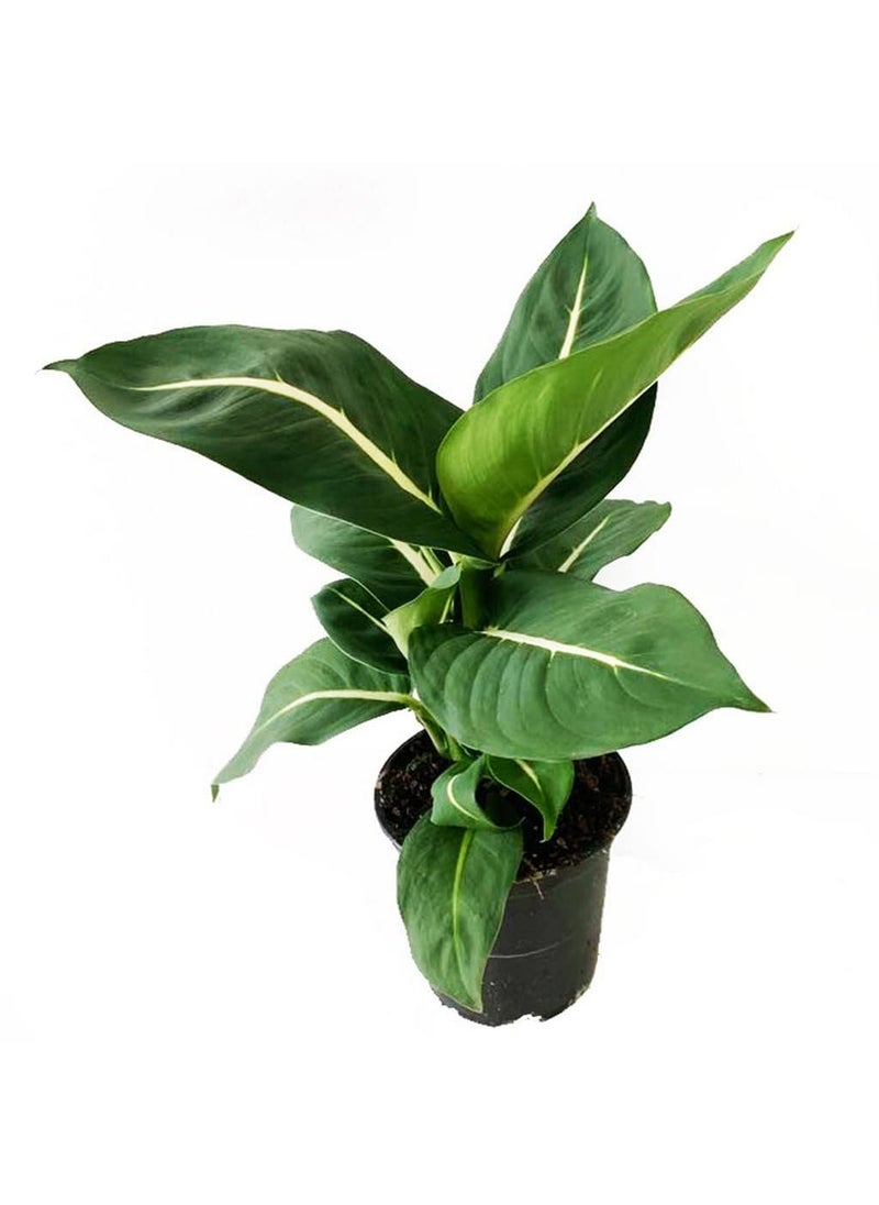OhhSome - OhhSome Air Purifier Plant Dieffenbachia Green Magic 85 Cm Pot Artificial Indoor Exotic Live Healthy Plant - Image 1