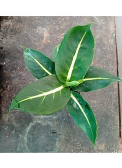 OhhSome OhhSome Air Purifier Plant Dieffenbachia Green Magic 85 Cm Pot Artificial Indoor Exotic Live Healthy Plant  - Image 3
