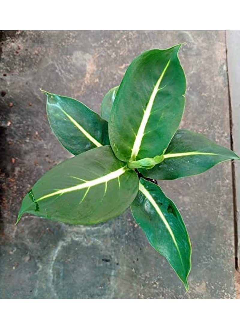 OhhSome - OhhSome Air Purifier Plant Dieffenbachia Green Magic 85 Cm Pot Artificial Indoor Exotic Live Healthy Plant - Image 1