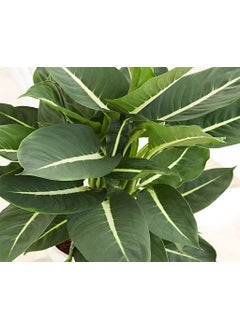 OhhSome OhhSome Air Purifier Plant Dieffenbachia Green Magic 85 Cm Pot Artificial Indoor Exotic Live Healthy Plant  - Image 4