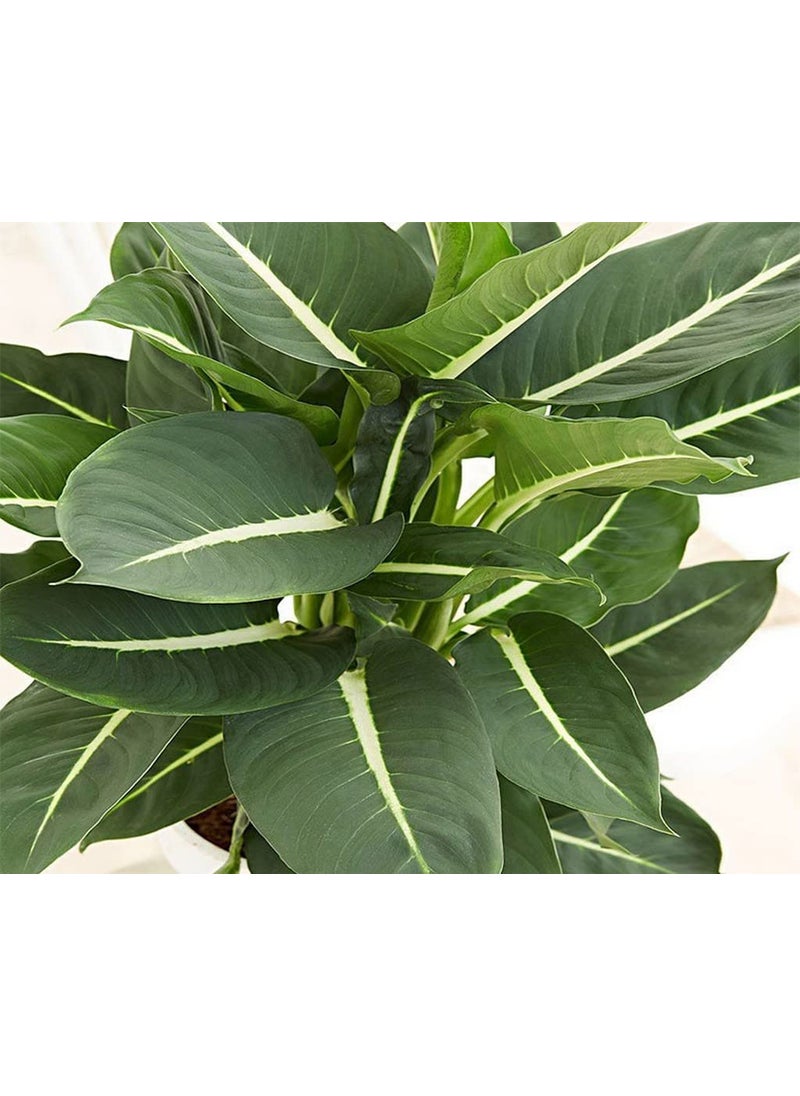 OhhSome - OhhSome Air Purifier Plant Dieffenbachia Green Magic 85 Cm Pot Artificial Indoor Exotic Live Healthy Plant - Image 1