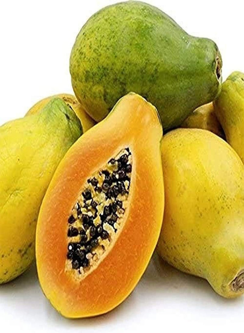 GGOOT 15 Papaya Seeds Non-GMO Fruit Tree Seed for Garden Planting for A Long Time by Customers Favorite Easy Care Bring A Sense of Accomplishment - Image 1
