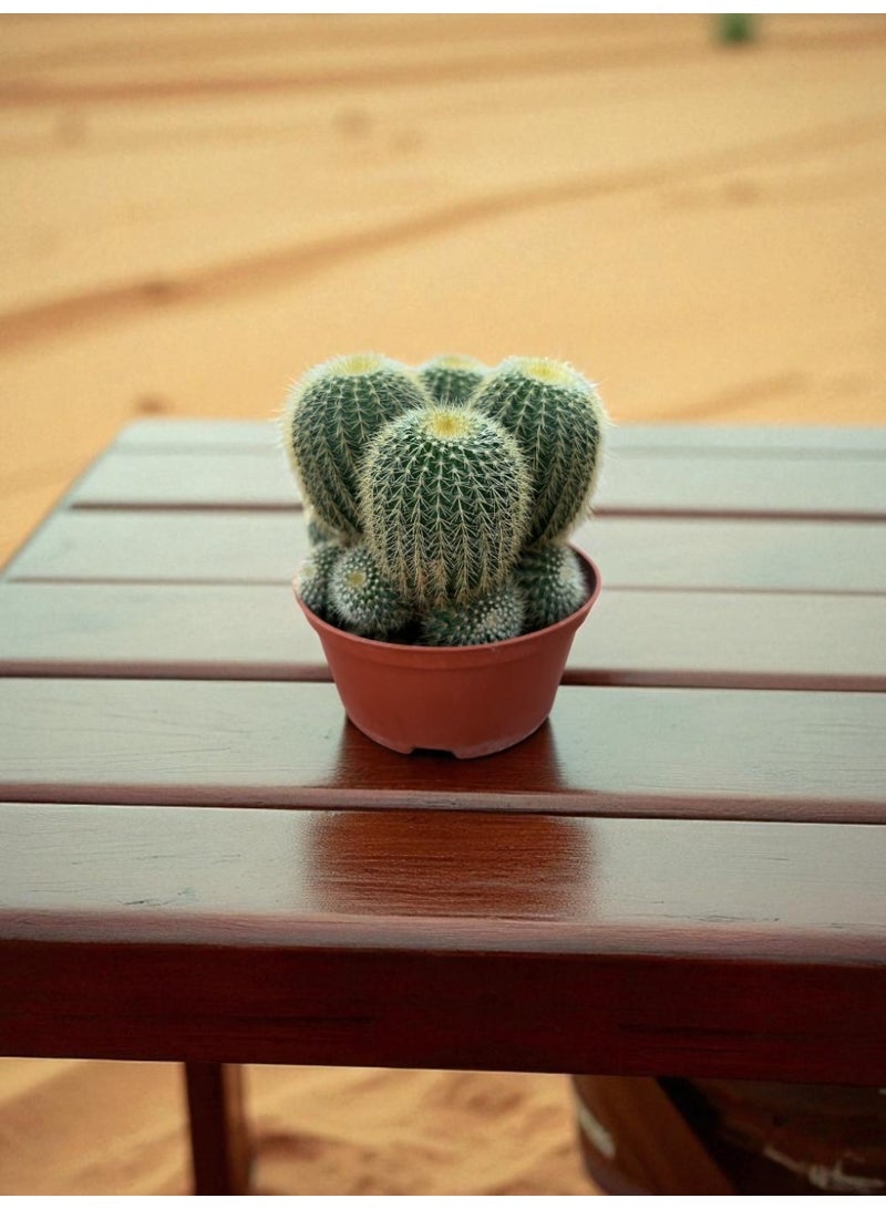 سبيكتروم ٣٦٠ صبار إريو نبات عصاري داخلي حي في أصيص زخرفي، صبار صحراوي سهل العناية | ديكور مثالي للمنزل والمكتب، نبات منزلي منقي للهواء ومقاوم للجفاف