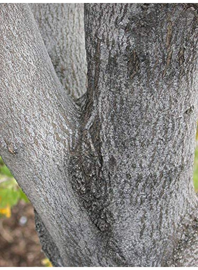 Neotea Fig Tree Bark/Athi Pattai, 200G - Image 4