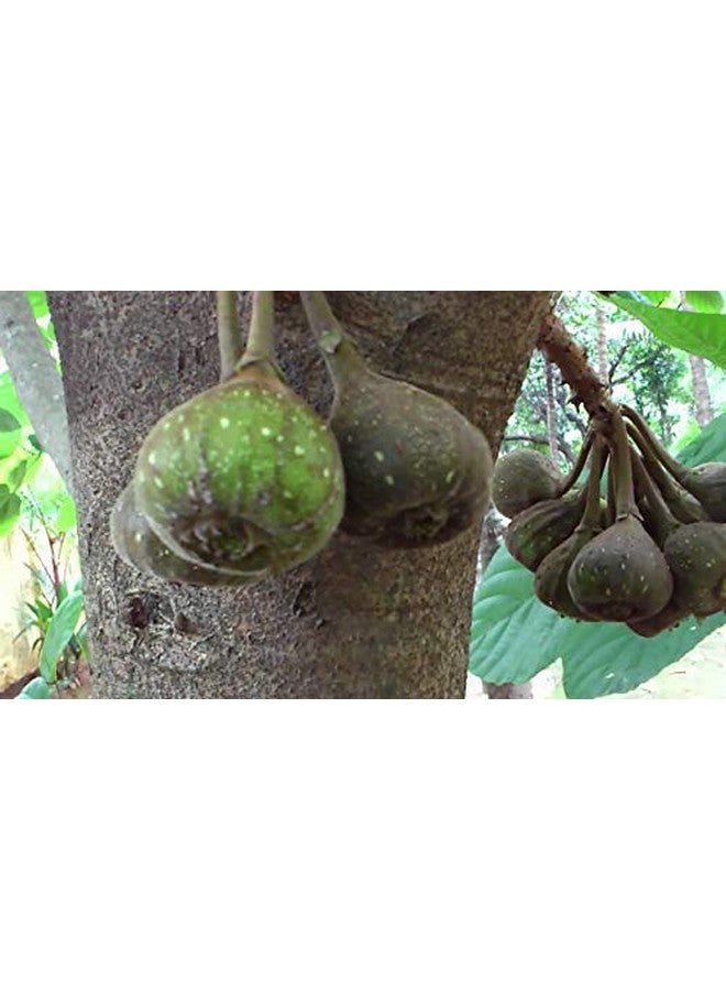 Neotea Fig Tree Bark/Athi Pattai, 200G - Image 5