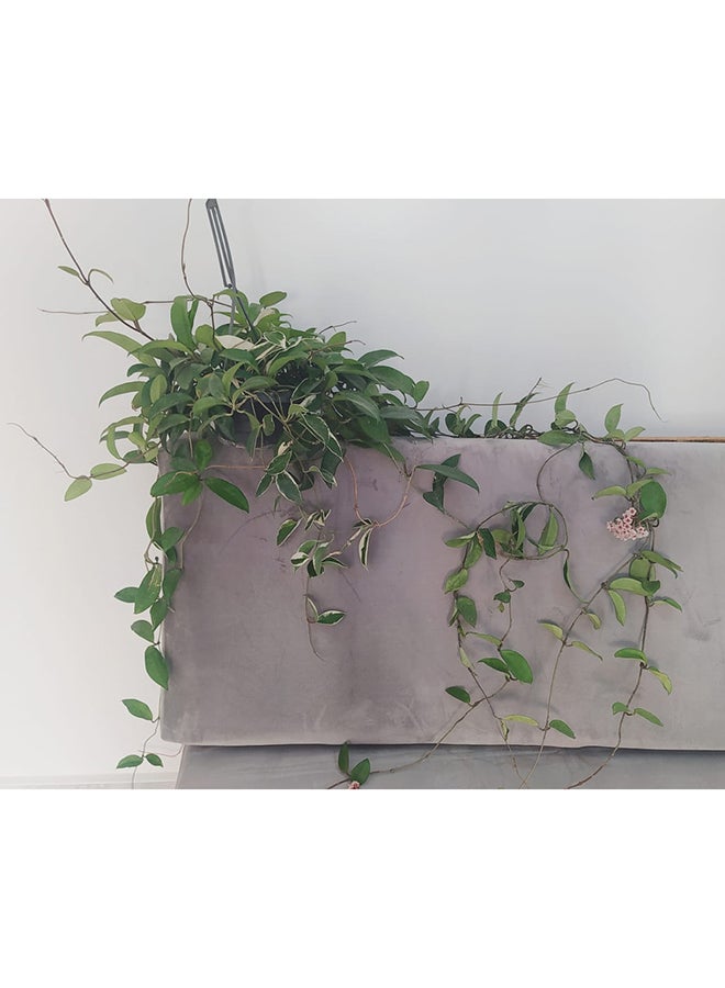 Shatla Shop نبات هويا الطبيعي الداخلي