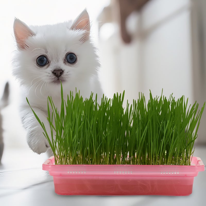 Household Cat Grass Planter Catnip Grass Planter Convenient Hydroponic Cat Grass Box - Image 5
