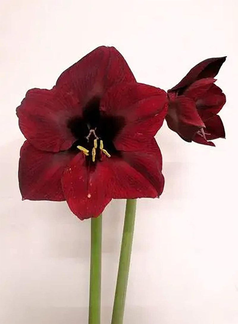 GGOOT 2pcs Red Amaryllis Seeds Strong Root Perennial Planting Garden Plant Exquisite Become Charming Scenery in Home Loved by People Art Decoration - Image 2