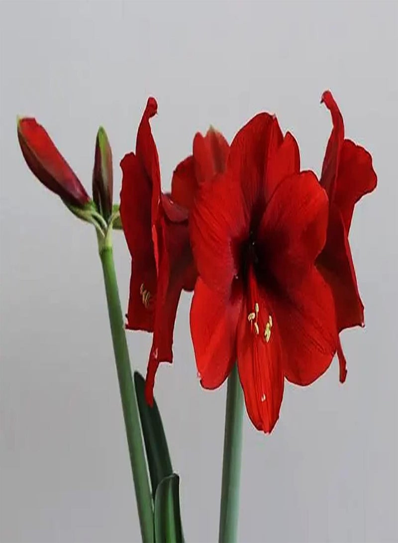 GGOOT 2pcs Red Amaryllis Seeds Strong Root Perennial Planting Garden Plant Exquisite Become Charming Scenery in Home Loved by People Art Decoration - Image 1