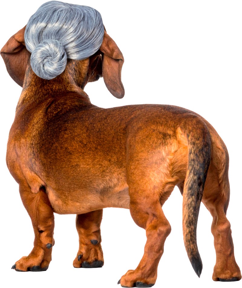 Rubies Old Lady Pet Wig for Dogs or Cats MediumLarge - Image 2
