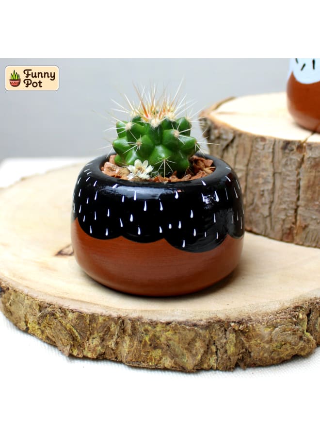 فاني بوت بوت صبار طبيعي 