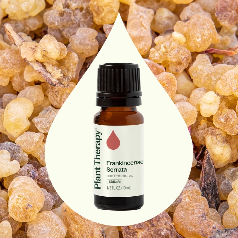 Plant Therapy Frankincense Serrata Essential Oils 100% Pure, Undiluted, Natural Aromatherapy, Frankincense Oil for Diffuser, Skin, Massage, & Joint Health, Therapeutic Grade 10 mL (1/3 oz) - Image 3