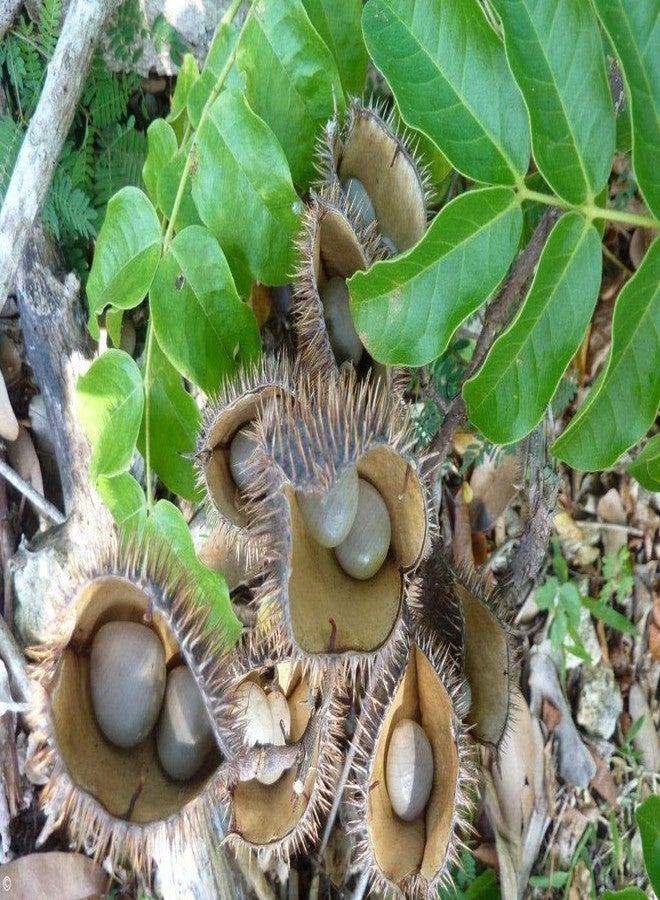 eVasavamba Fever Nuts | Gejga/Gacha Kayalu/Kalarchikai/Karanjwa/Sagargota/Manjadi Kuru/Caesalpinia Bonducella/Turkey Berry/Kantkarej | 100% Natural | A++ Grade (100g) - Image 3