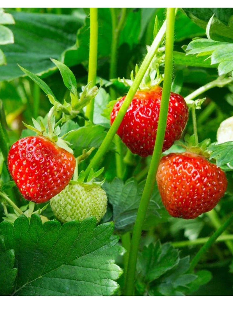 ڤسيل24 بذور الفراولة الفاخرة من سويت هارفيست لحديقة منزلك، عبوة من 3 قطع - Image 2