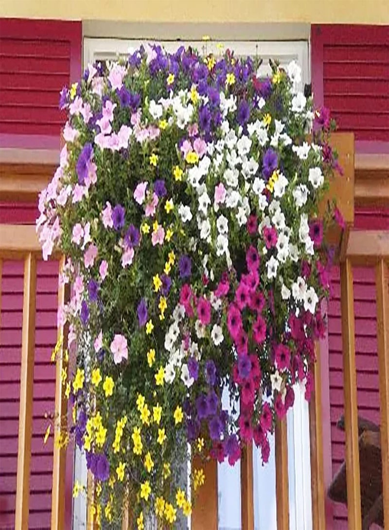 جي جوت 100 قطعة من بذور متنوعة الألوان قابلة للتكيف ولا تحتاج إلى الكثير من العناية، إطار نافذة، سلة معلقة، ديكور، زراعة الزهور المعمرة - Image 2