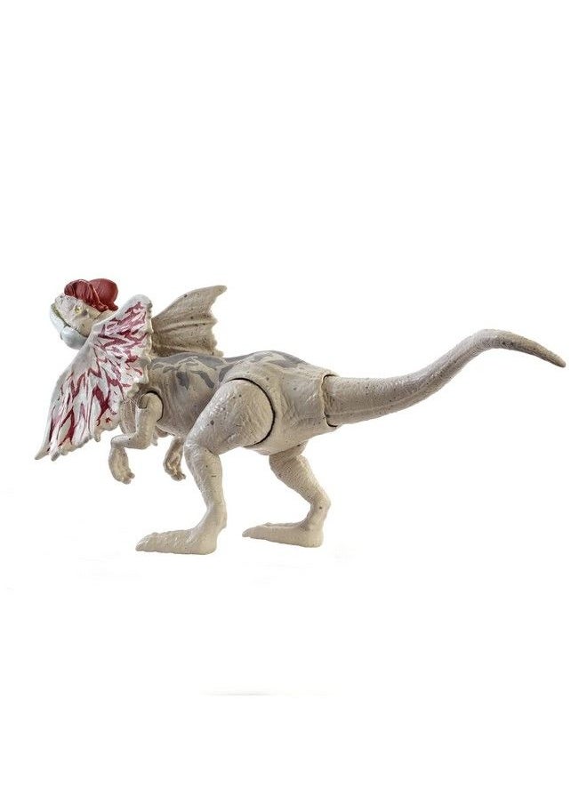 Jurassic World Toys مجسم ديناصور ديلوفوسورس فيرس فورس من جوراسيك وورلد بمفاصل متحركة ونحت واقعي وميزة الضربة الواحدة، هدية للأطفال من سن 3 سنوات فما فوق  - Image 5