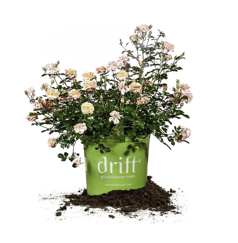 PERFECT PLANTS Apricot Drift 1 gallon - Image 5