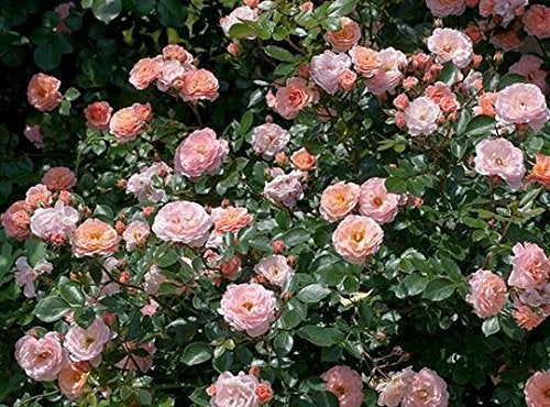 PERFECT PLANTS Apricot Drift 1 gallon - Image 2