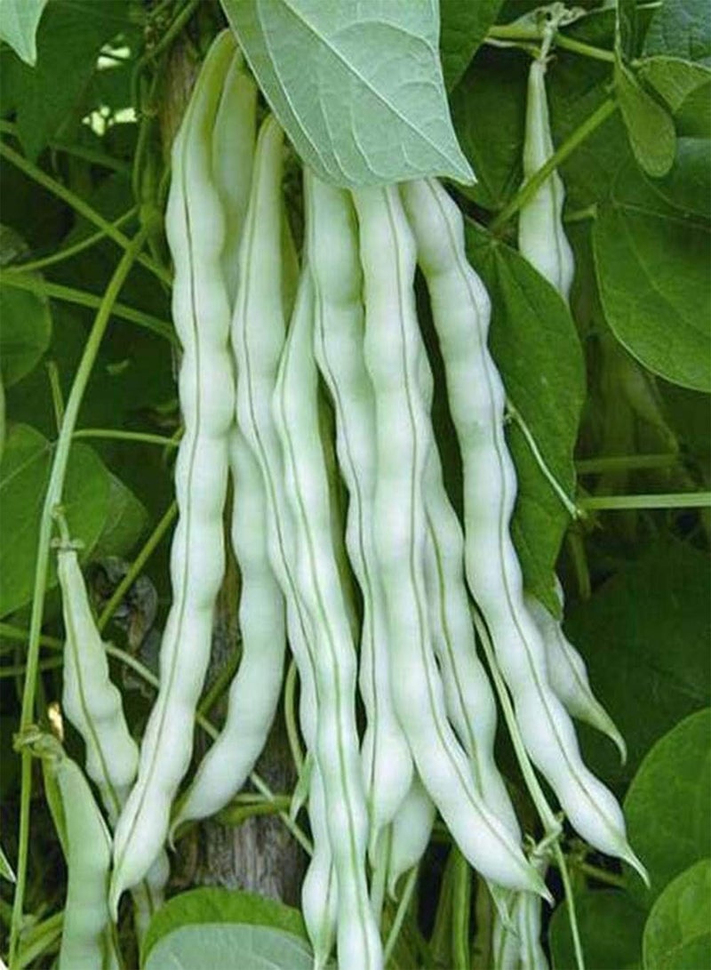 GGOOT 20pcs String Bean Seeds Annual Twining Herb Rare Species Easy to Cultivate and High Yield Vegetable Planting Simple and Convenient - Image 3