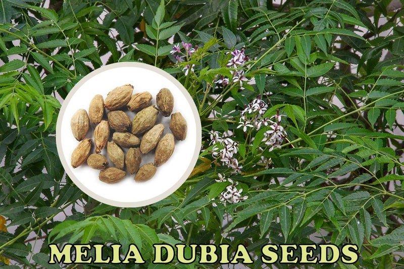 GREEN WORLD Melia Dubia Or Plywood Malabar Neem 10 Seeds - Image 4