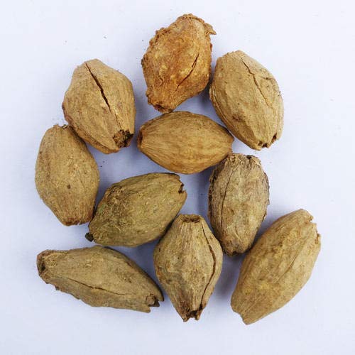 GREEN WORLD Melia Dubia Or Plywood Malabar Neem 10 Seeds - Image 1