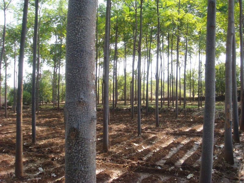 GREEN WORLD Melia Dubia Or Plywood Malabar Neem 10 Seeds - Image 3