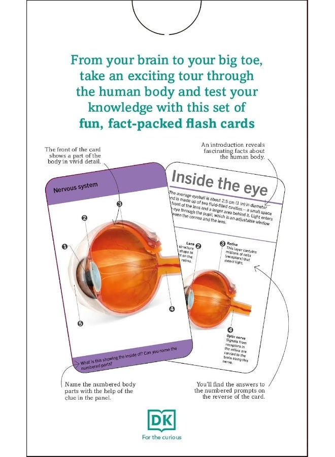 Our World in Pictures Human Body Flash Cards - Image 2