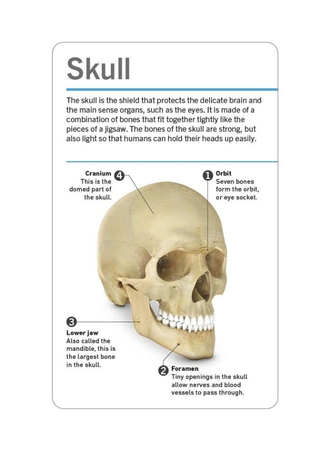 Our World in Pictures Human Body Flash Cards - Image 3