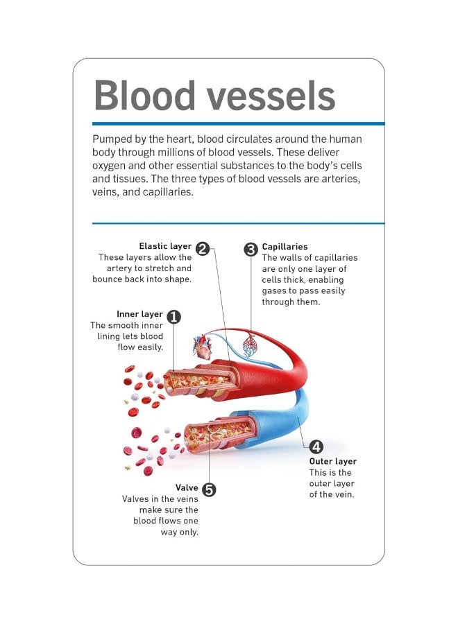 Our World in Pictures Human Body Flash Cards - Image 5