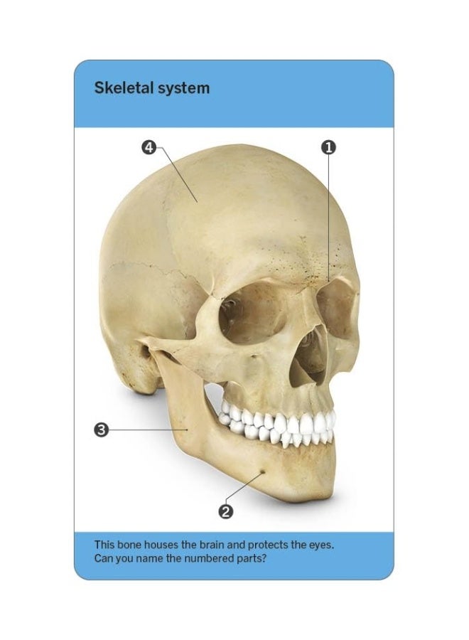 Our World in Pictures Human Body Flash Cards - Image 4