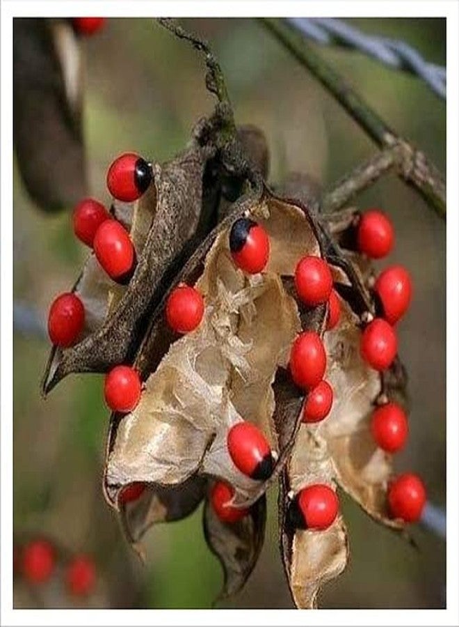 RUKDA خرز غونجا أحمر من روكدا - 11 قطعة (بيضاوي، طبيعي، 5E+1 غرام) - Image 3