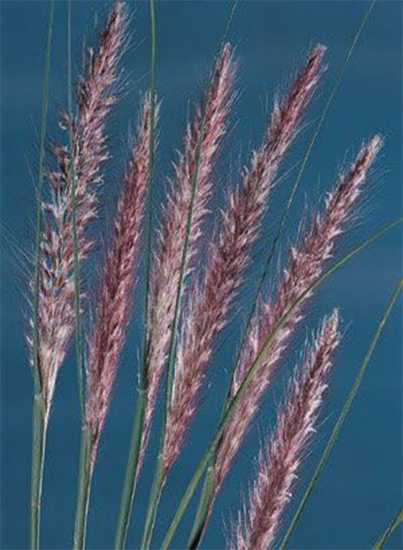 Pennisetum setaceum 100 Seeds
