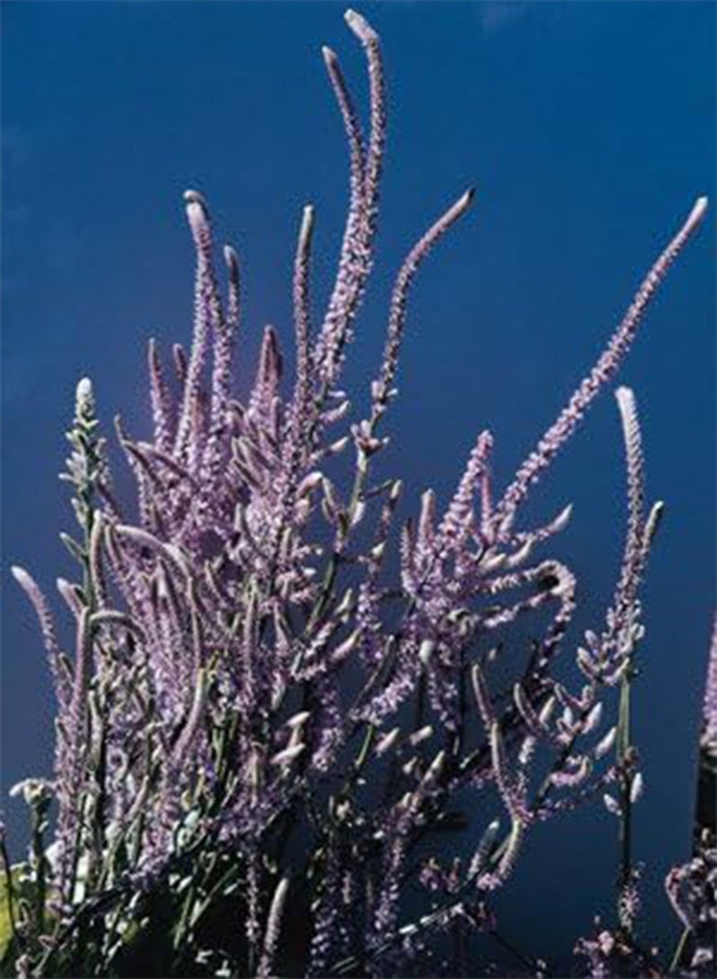 GGOOT Limonium suworowii Russian Statice 200 Seeds