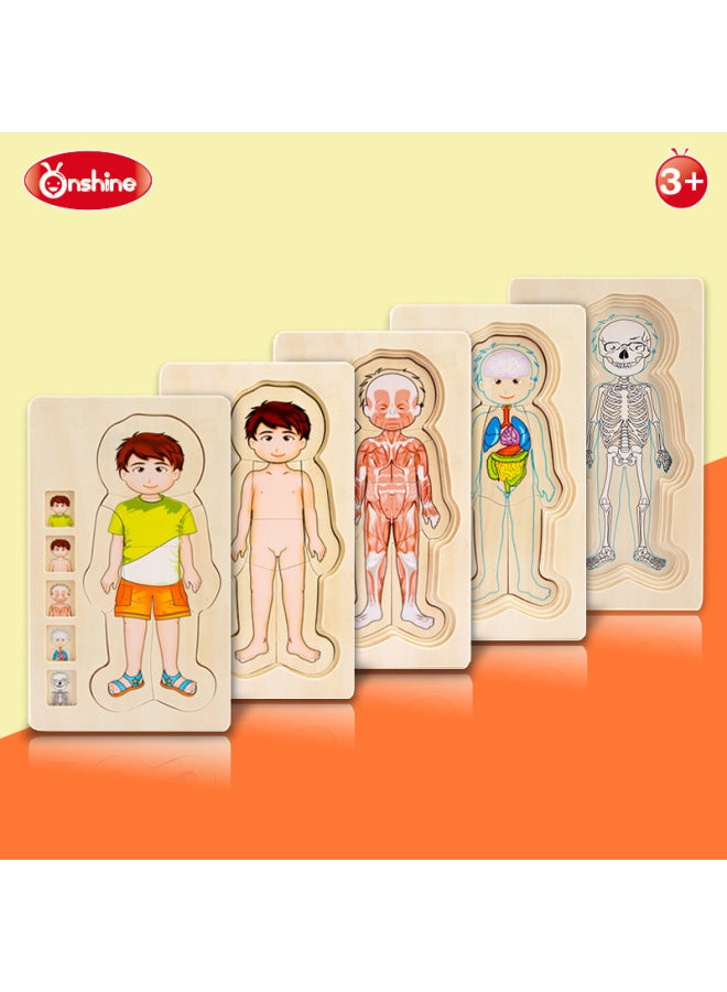 Onshine Five-storey Boys' And Girls' Human Body Structure Puzzle Children's Body Cognition Enlightenment Education Wood Puzzle-Color:Human Boy - Image 2