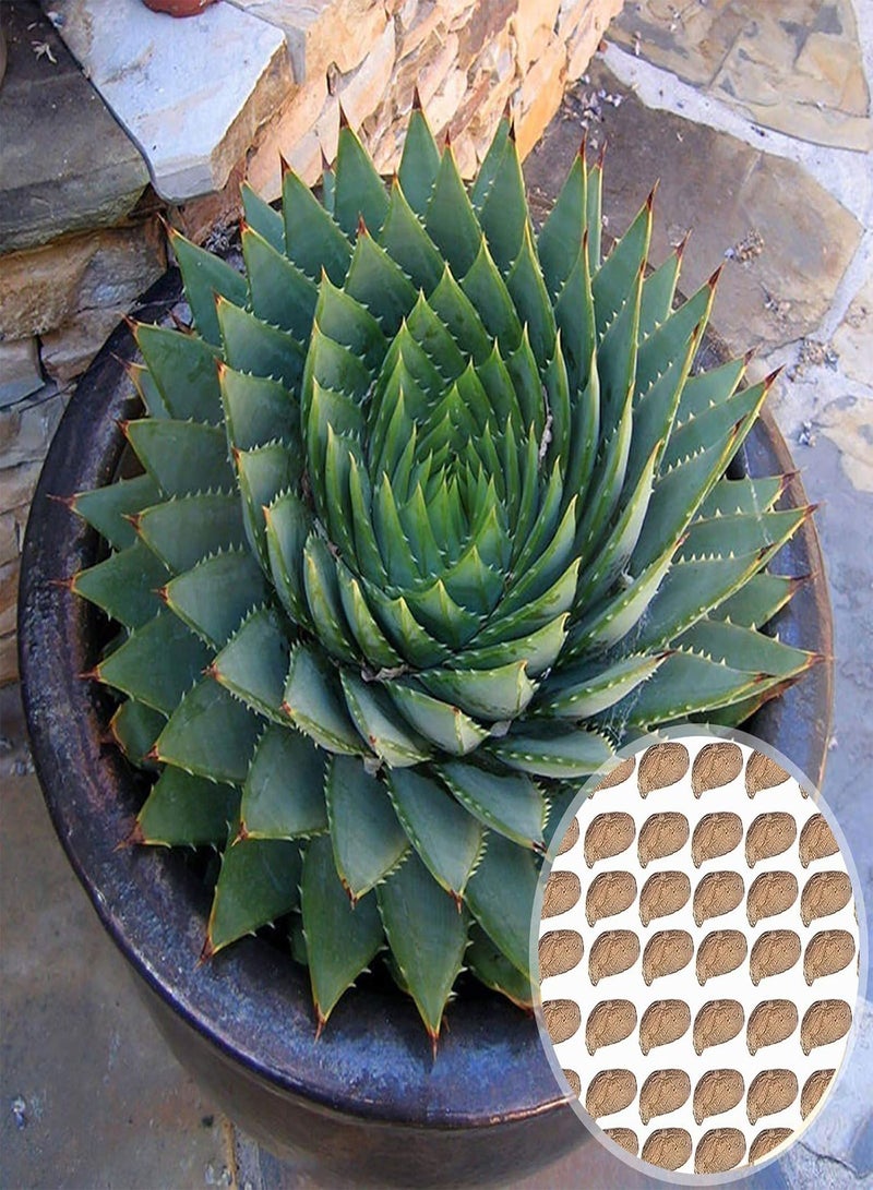 GGOOT Green Garden Flower Plants-100Pcs/Bag Aloe Seeds Succulent Fruit Edible Prolific Drought Tolerant Aloe Seeds for Home - Aloe Seeds  - Image 2