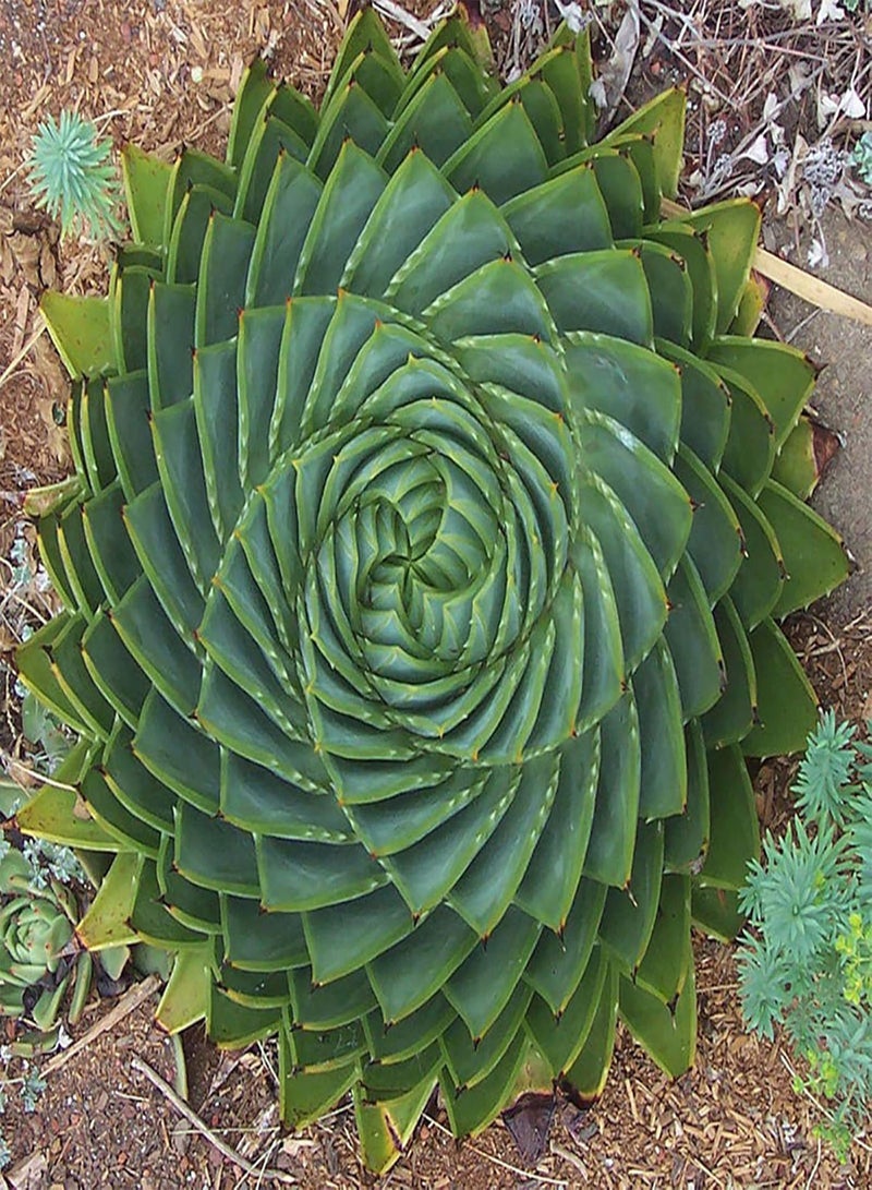 GGOOT Green Garden Flower Plants-100Pcs/Bag Aloe Seeds Succulent Fruit Edible Prolific Drought Tolerant Aloe Seeds for Home - Aloe Seeds  - Image 1