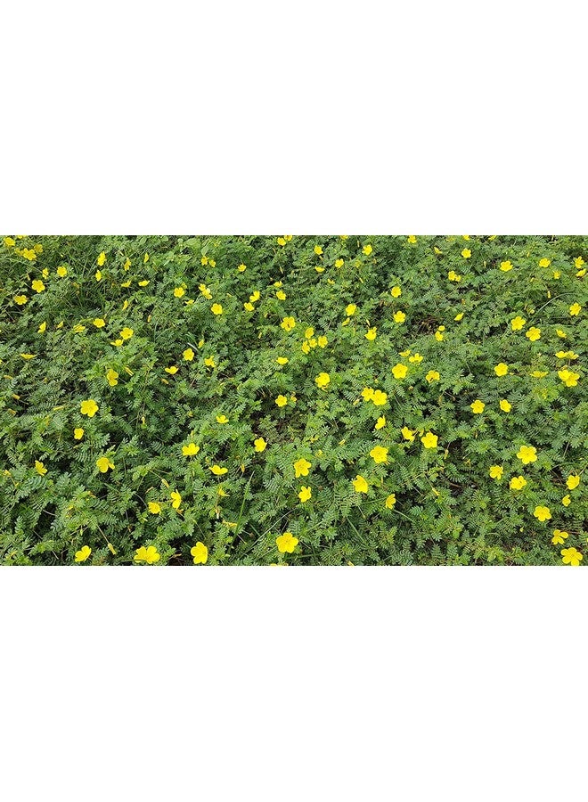 Neotea Tribulus Terrestis | Nerunjil Powder | 300gm Pack of 1 - Image 4
