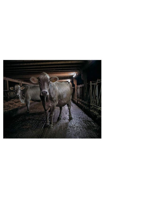 Alfio Tommasini: Via Lactea  - Image 5