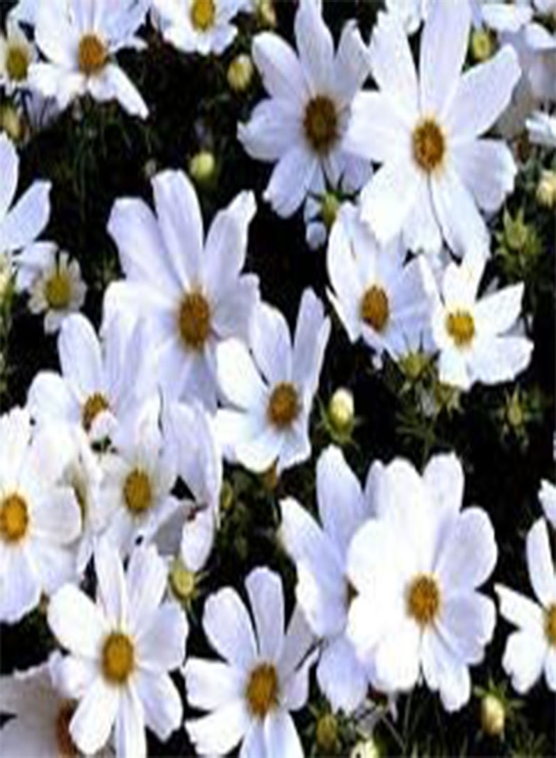Cosmos Purity Cosmos Bipinnatus - 1,00 Bulk (PKD) Seeds
