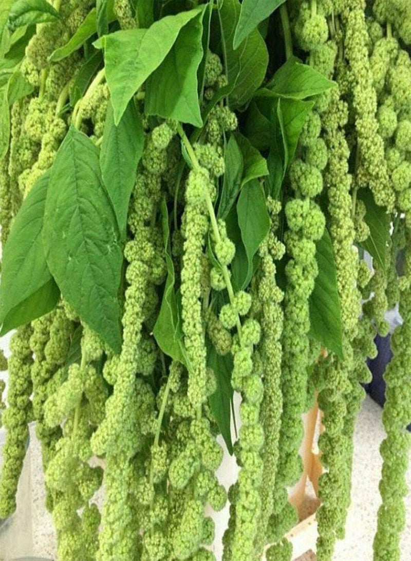 GGOOT 50 Seeds of Amaranthus Caudatus Green Foxtail - Love Lies Bleeding - Image 2