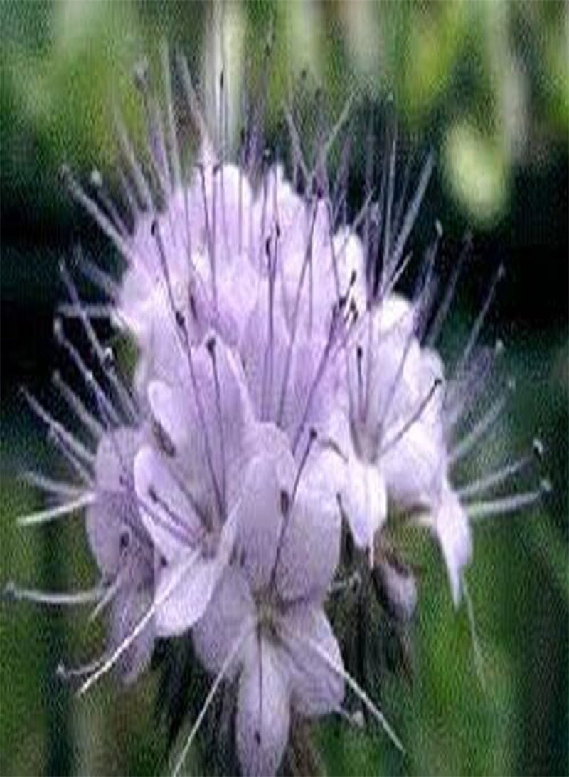 500 بذرة (100 جرام) من عشبة التانسي الأرجوانية (فاسيليا تاناسيتيفوليا)