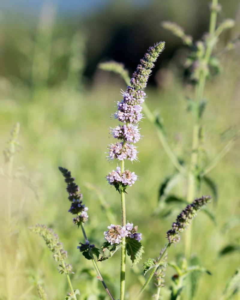 Herb Pharm Breath Refresher Certified Organic Herbal Fresh Breath Spray with Spearmint Essential Oil - 1/2 Ounce - Image 3