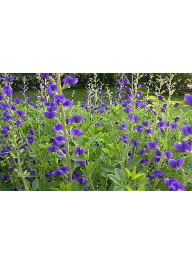MALVANIYA HERBAL CARE - Indigo Powder For Hair Hair Dye/Hair Colour 227 Grams - Image 1