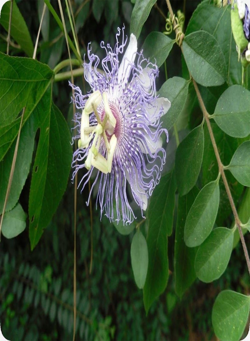 GGOOT Garden in The Bag - Wild Passion Flower - 5 Seeds - Passiflora incarnata - Image 5