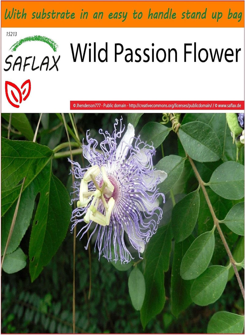 GGOOT Garden in The Bag - Wild Passion Flower - 5 Seeds - Passiflora incarnata - Image 1